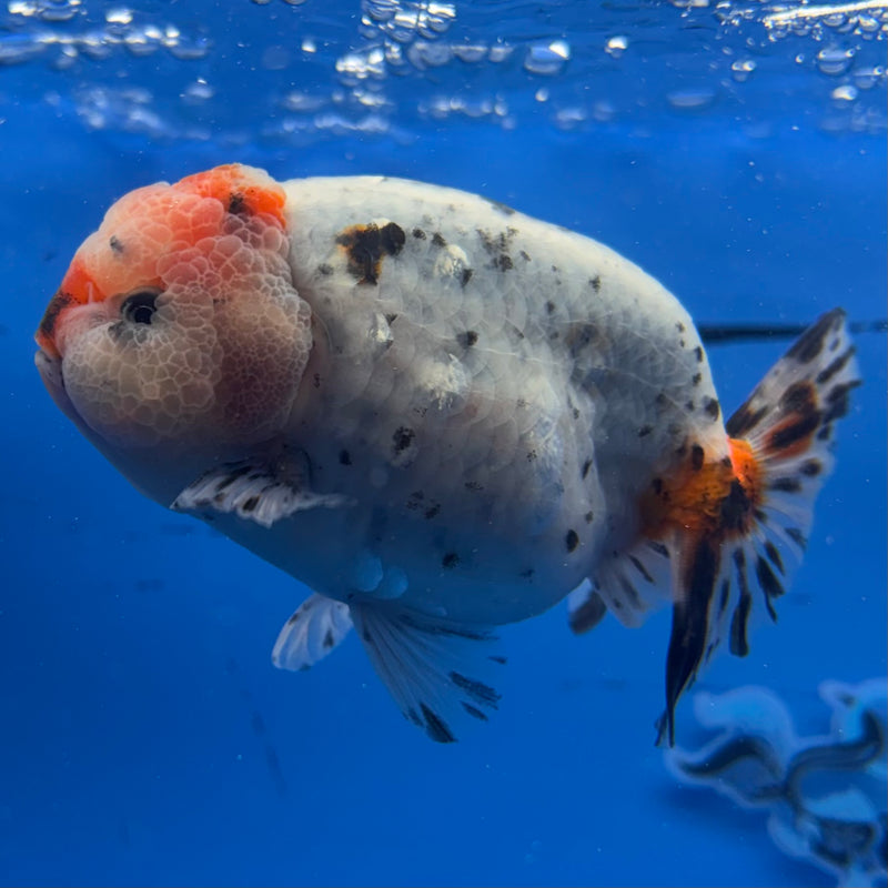 Thai Ranchu Tri-Color Calico 3.5” Body Male(CK-942)R2C03