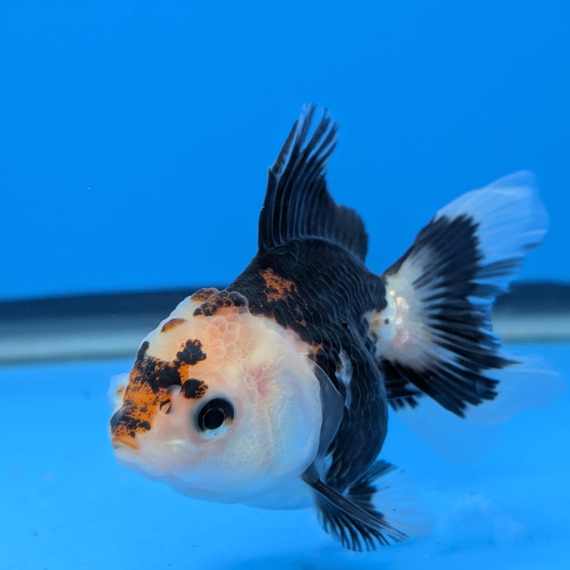 (DR-001) Thai Fancy Tricolor Oranda 2.5" Female R3B06
