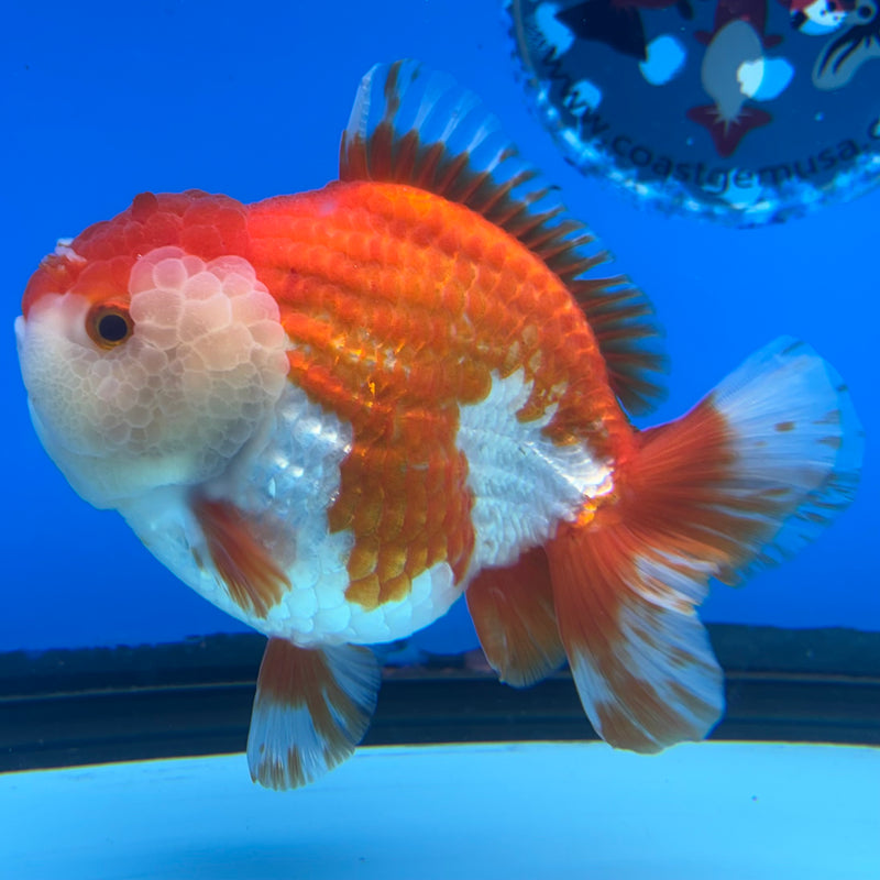 Thai Oranda Red/White 4” Body Male(CK-1447)R1BLUETUB1