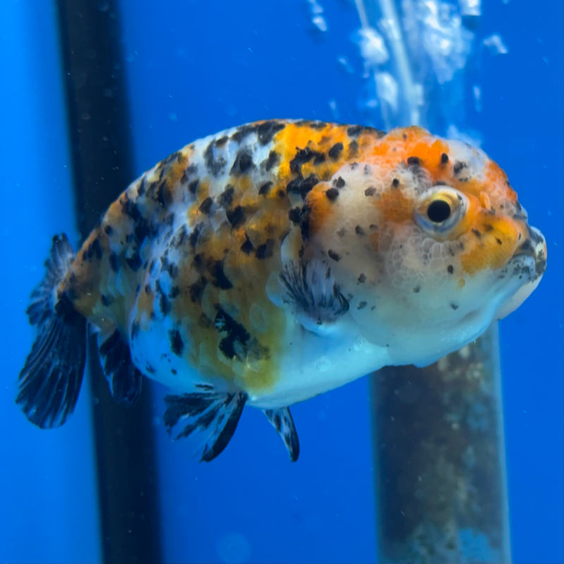 Thai Ranchu Calico 3” Body Female(CK-1387)R1A09