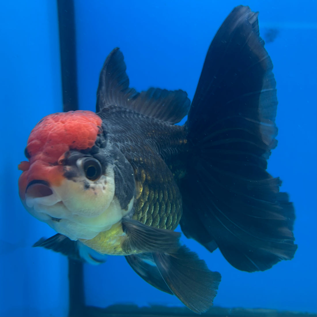 Thai Oranda JUMBO Tri-Color 4” Body Male(CK-1552)BLUETUB-A