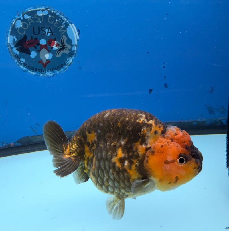 Chinese Ranchu Calico 3.5in Female (FEB-303)R2A05