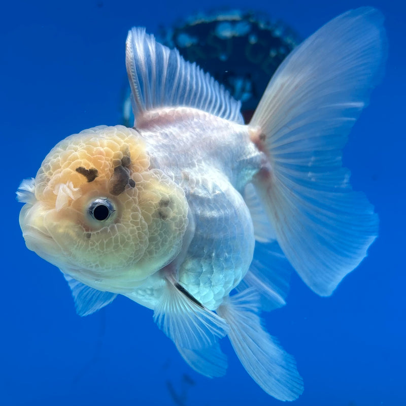 Thai Oranda White/Panda 3” Body Female(CK-984)R3B08