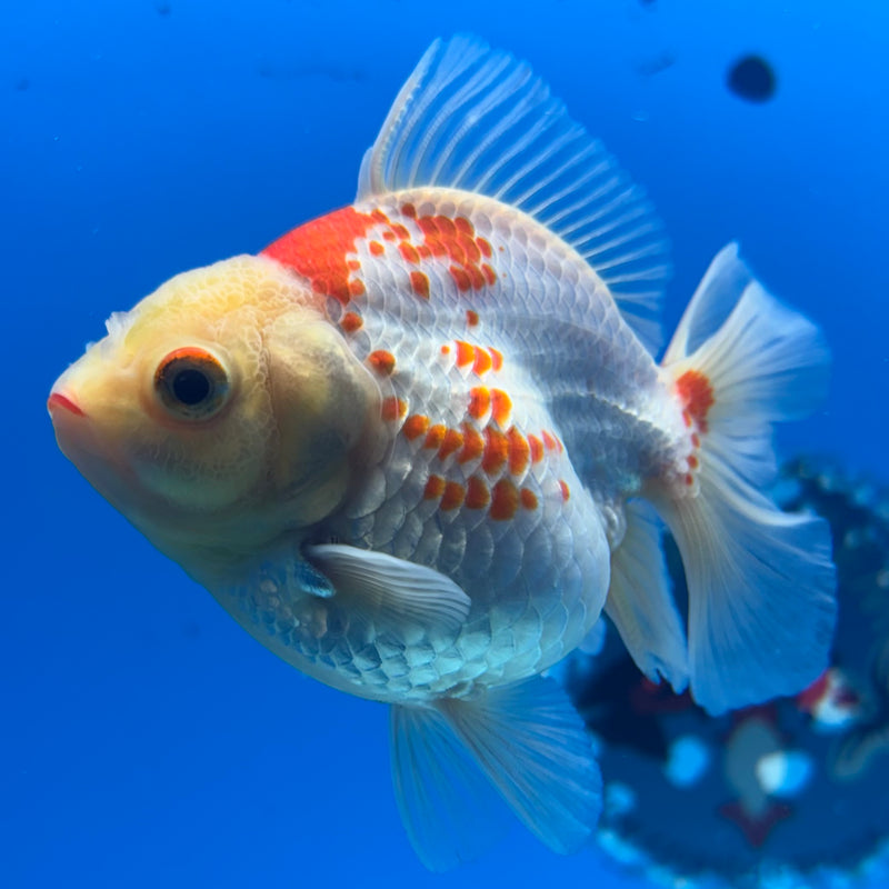 Thai Oranda Lemon Head Red/White 2.5” Body Female(CK-852)R3B18