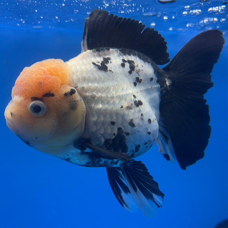 Thai Oranda JUMBO Lemon Head Panda 4.5” Body Female(QGF-CK-1331)BLUETUB1