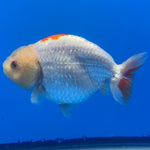 Thai Ranchu Red/White Lemon Head 4” Body Male(CK-1469)BLUETUBC
