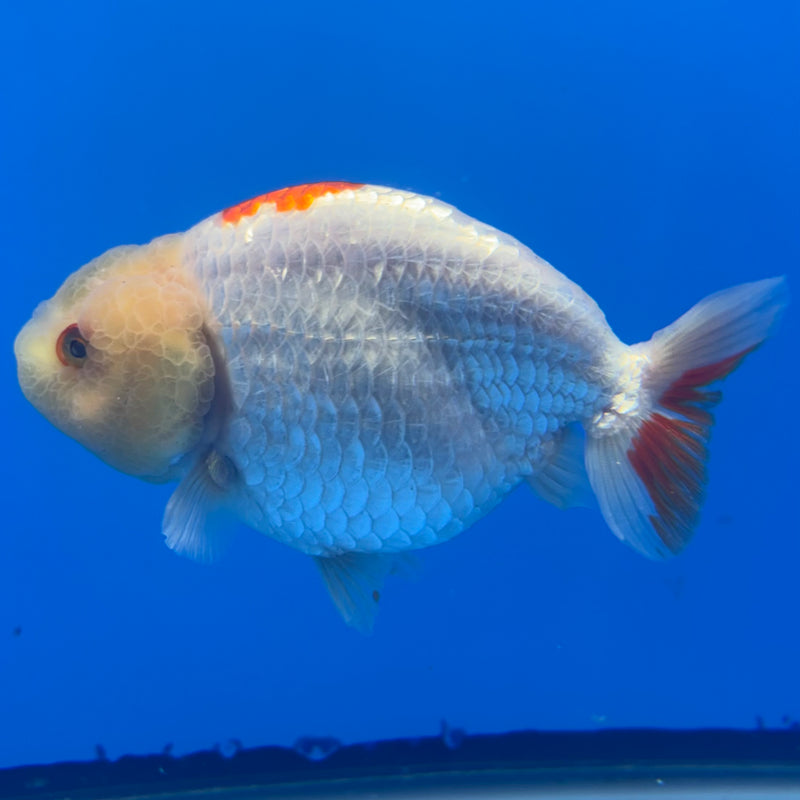 Thai Ranchu Red/White Lemon Head 4” Body Male(CK-1469)R2A04