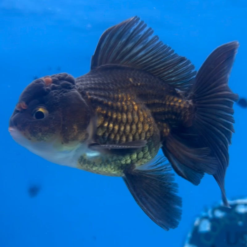 Thai Oranda Black Body Red Cap/Tri-Color 2.5” Body Male(CK-1296)R3B19