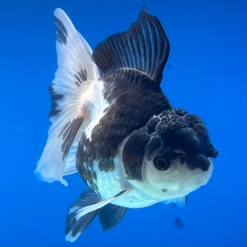 Thai Oranda Panda 3” Body Male(CK-1404)R1B09