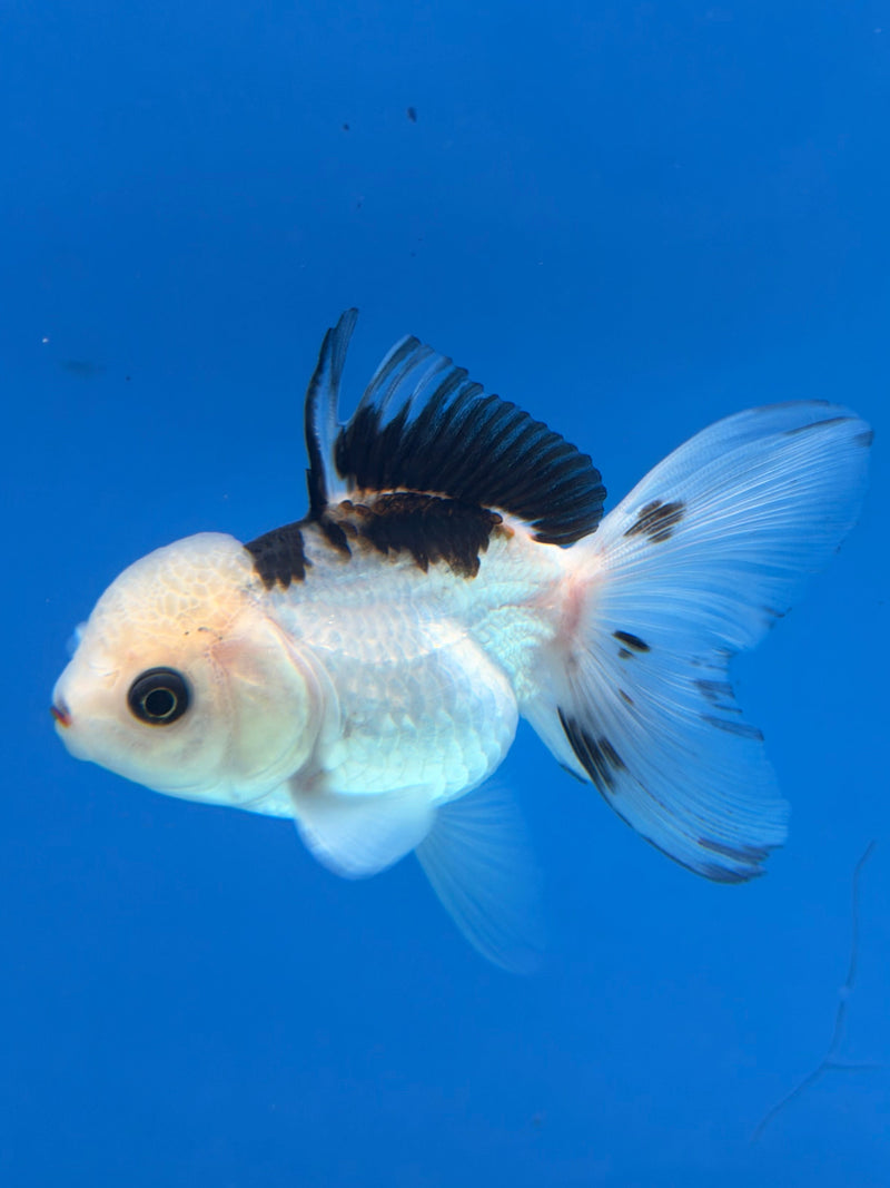 Thai Oranda Panda Lemonhead 2.5” Female (FEB-316)R3B08