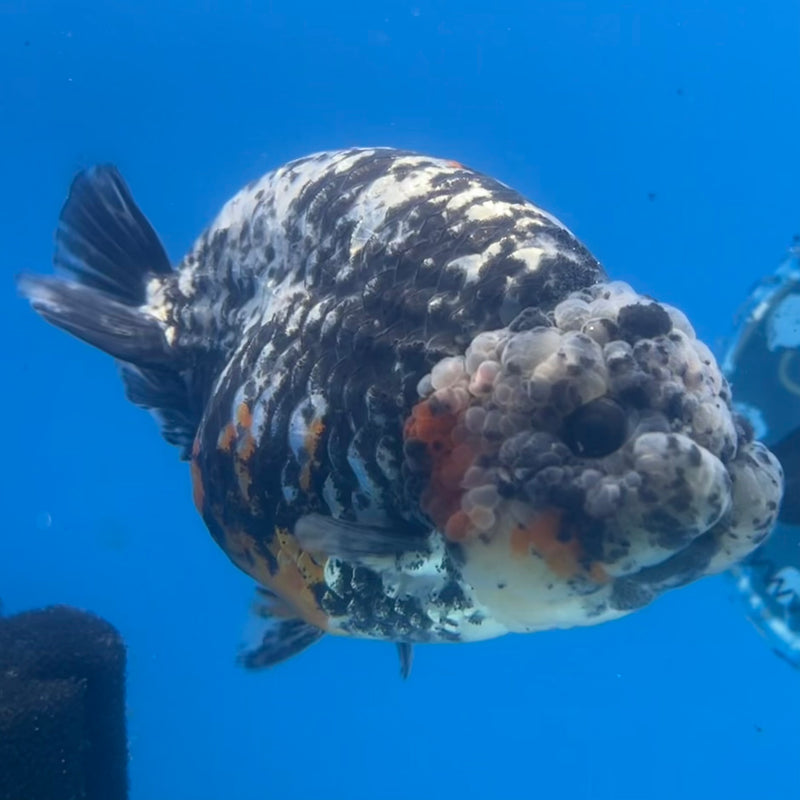 Thai Ranchu Calico 4” Body Male(CK-1213)BLUETUB1