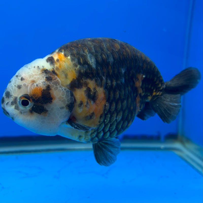 Chinese Ranchu Calico 4” Body Male(CK-1463)R2A07