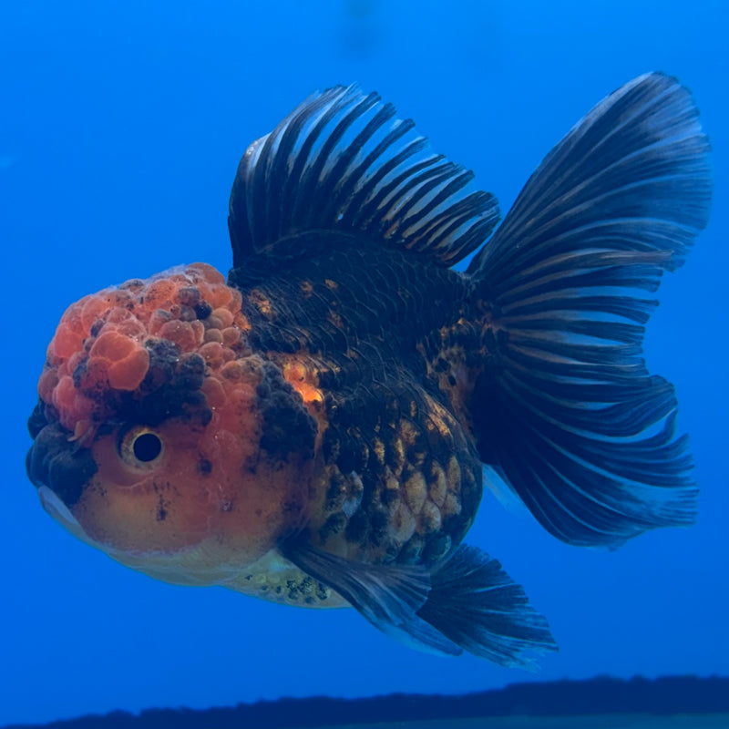 Thai Oranda Apache 3” Body Female(CK-706)R1A05
