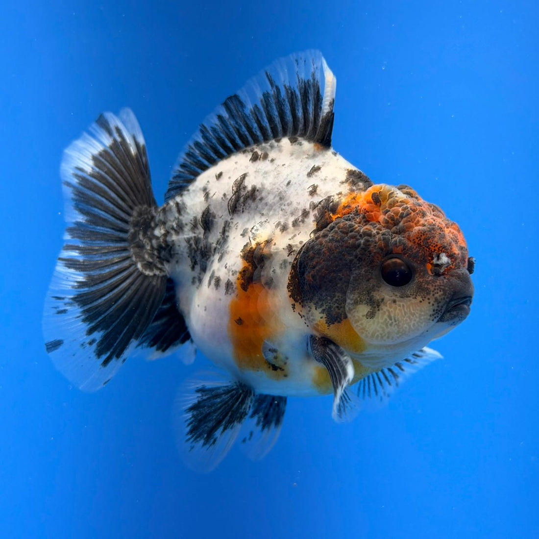 (KP-258) SHOGUN 2.5'' Calico Oranda (TUB15)