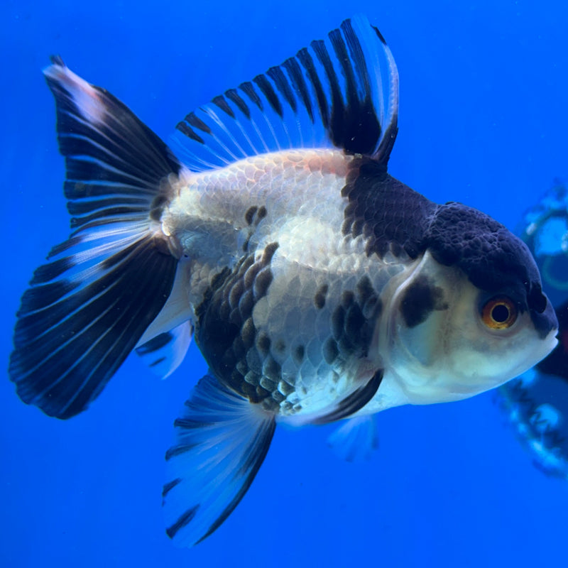 Thai Panda Oranda 3“Body Male (JCD-118)R4B09