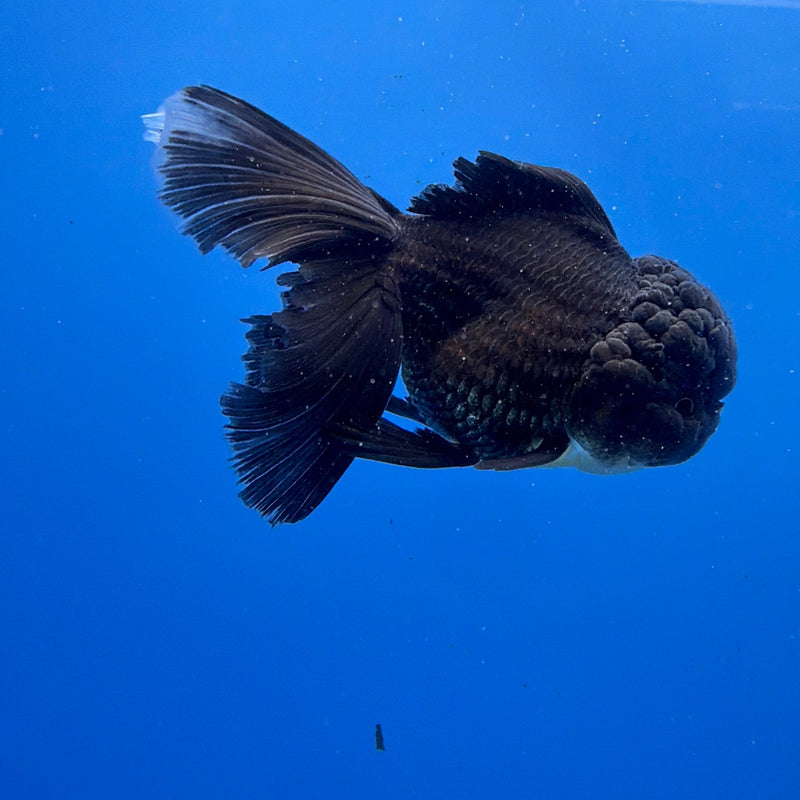 Thai Oranda Super Black 3in Female (FEB-298)R2B06