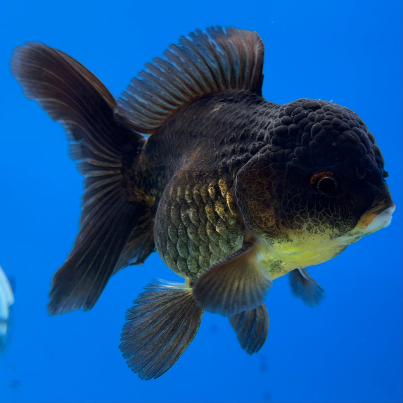Thai Oranda Full Black 3” Body Male(CK-986)R3B07
