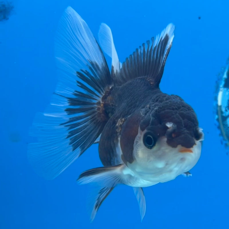 Thai Oranda Panda/Tri-Color 2.5” Body Female(CK-1297)R3B19