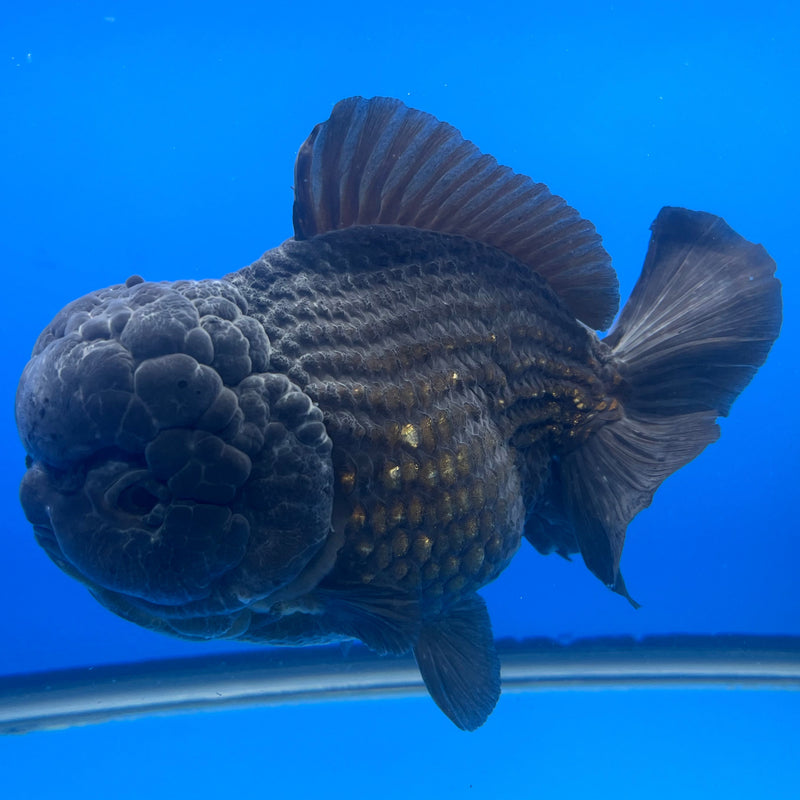 Thai Oranda JUMBO Full Black 5.5” Body Male(NKT-CK-640)BLUETUB2
