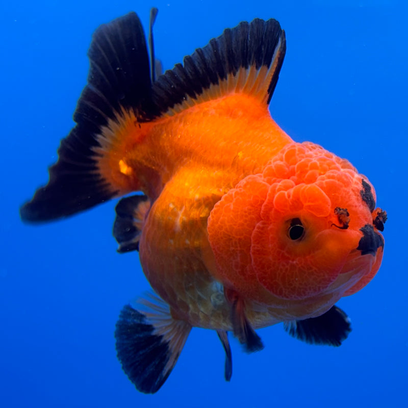 Thai Oranda Apache 3” Body Male(CK-713)R1A06