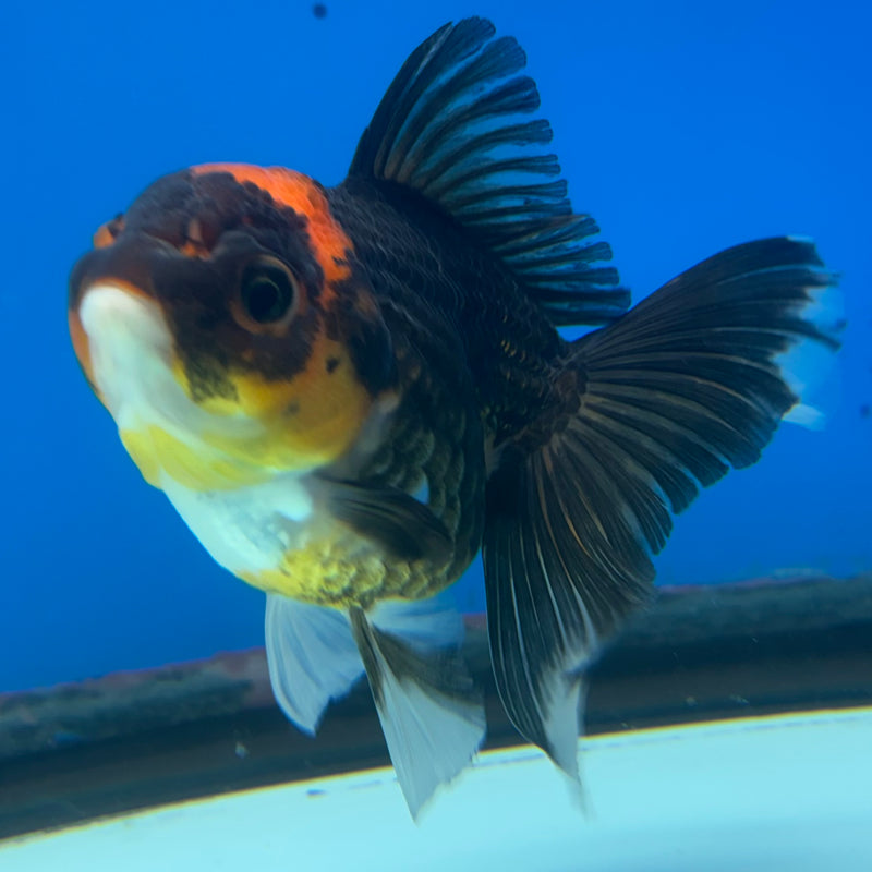 Thai Oranda Apache 3” Body Female(CK-979)R3B09