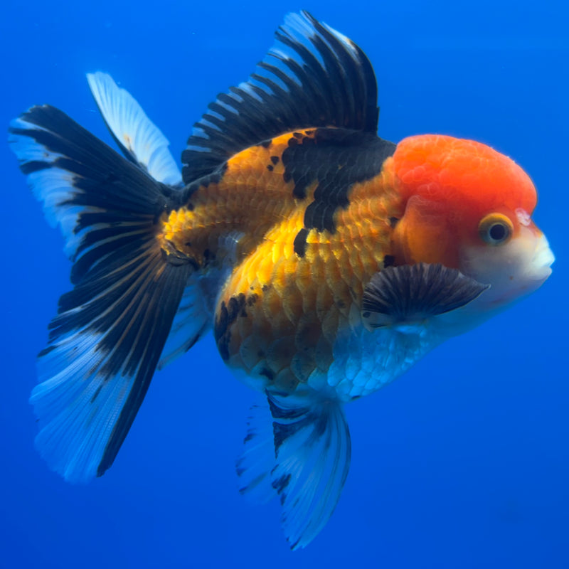 Thai Oranda Apache 3.5” Body Female(CK-791)R1A03