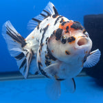 Thai Oranda Tri-Color Tiger 4" Female (NKT-CK-1565)BLUETUB-B