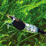 Live Freshwater Aquarium Fancy Shrimp Black Rili High Quality 10/$30, 20/$50 (Neocaridina sp.)(FS-006)