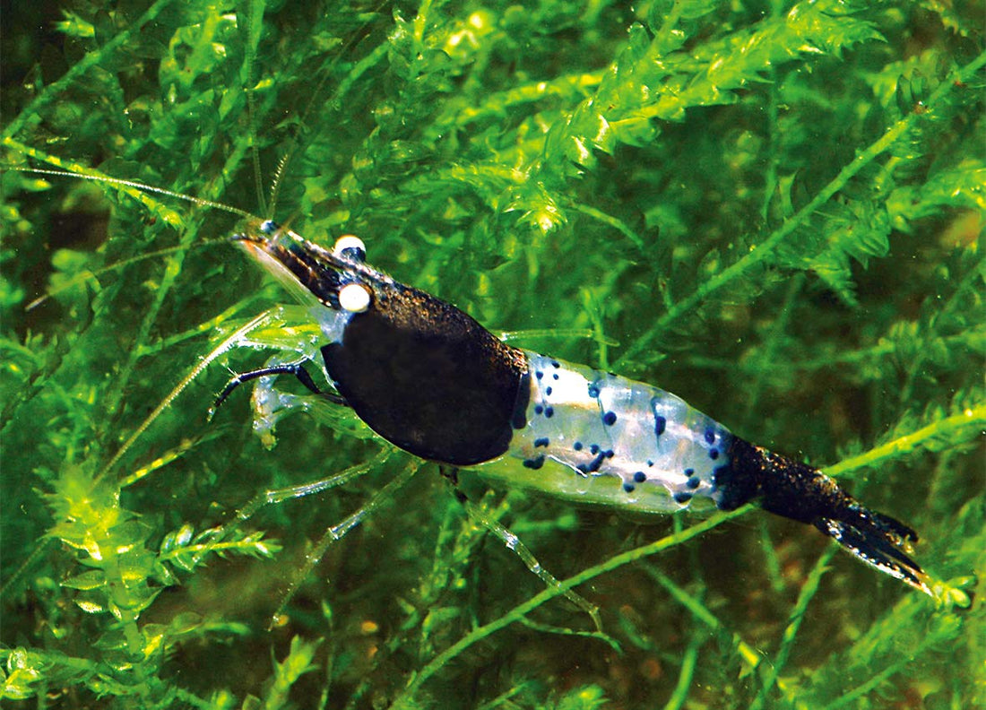 Live Freshwater Aquarium Fancy Shrimp Black Rili High Quality 10/$30, 20/$50 (Neocaridina sp.)(FS-006)