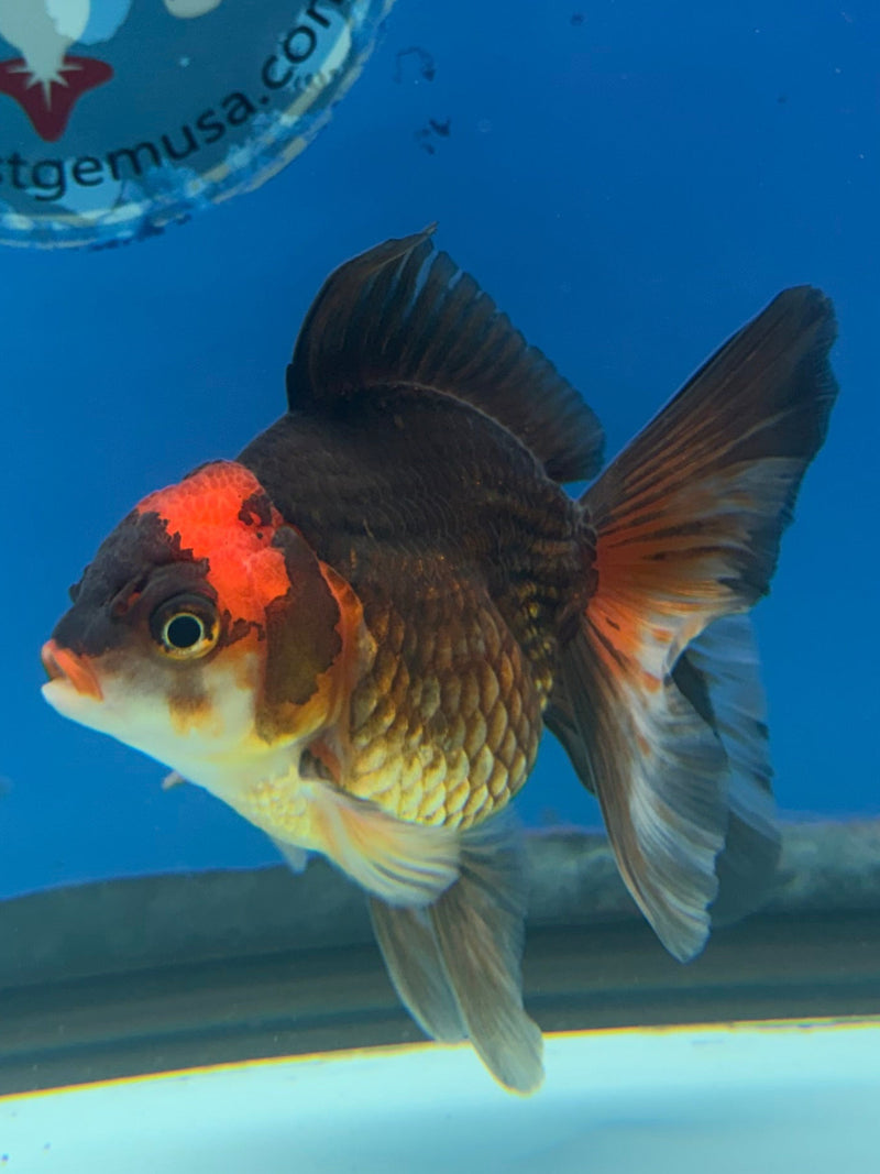 Thai Oranda Apache 3in Female (FEB-323)R2B07