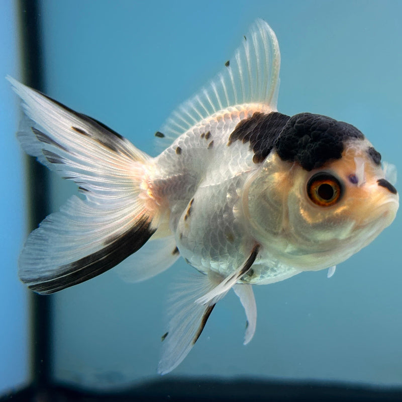Thai Panda Oranda 2“ Body Female (JCD-130) R4B11