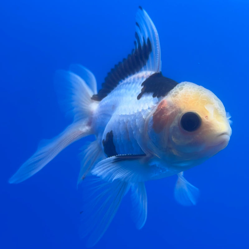 Thai Oranda Lemon Head Button Eye Panda 2.5” Body Male(CK-1258)R3B07