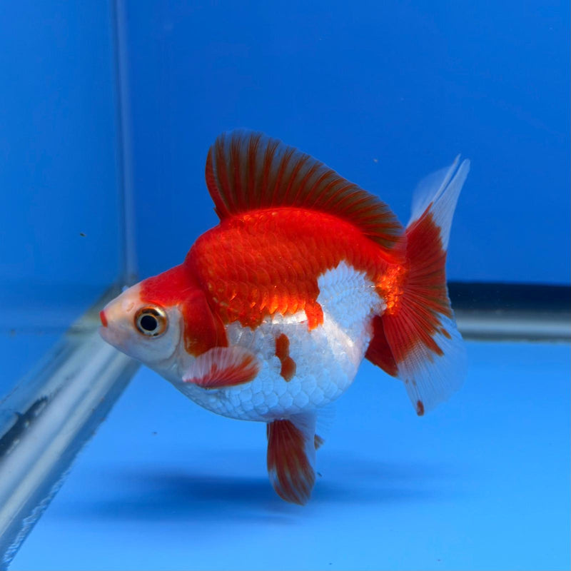 (KP-243) Red & White Thai Ryukin 2.5'' Male Show Quality R3B15