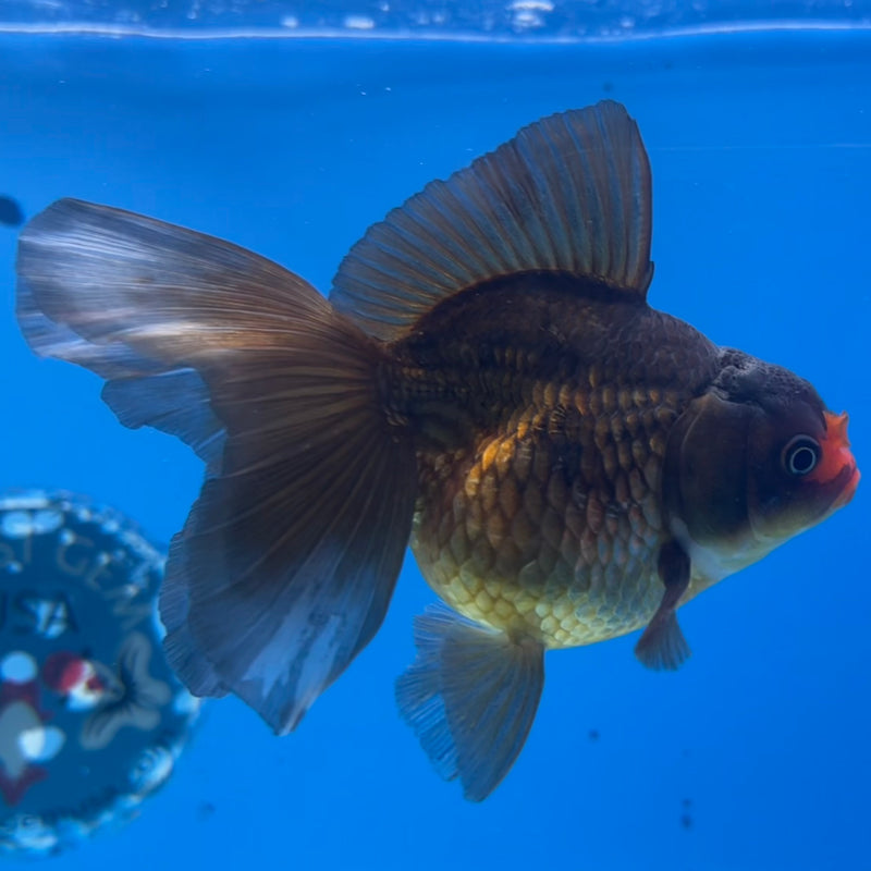 Thai Oranda Black Body Red Cap 3” Body Male(CK-1419)R3A11
