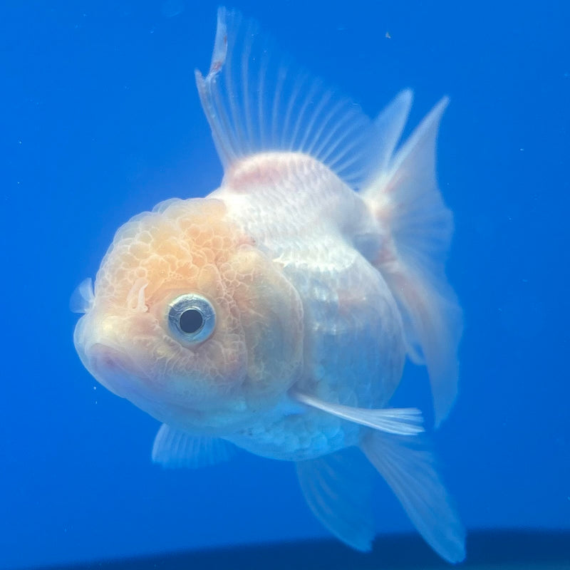 Thai Oranda Full White 2.5” Body Female(CK-1254)R3B08