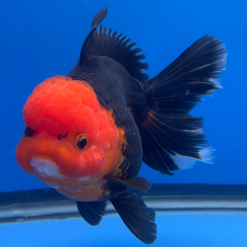 Thai Premium Oranda Yuanbao Apache 4” Body Female(CK-755)R1BlueTub4