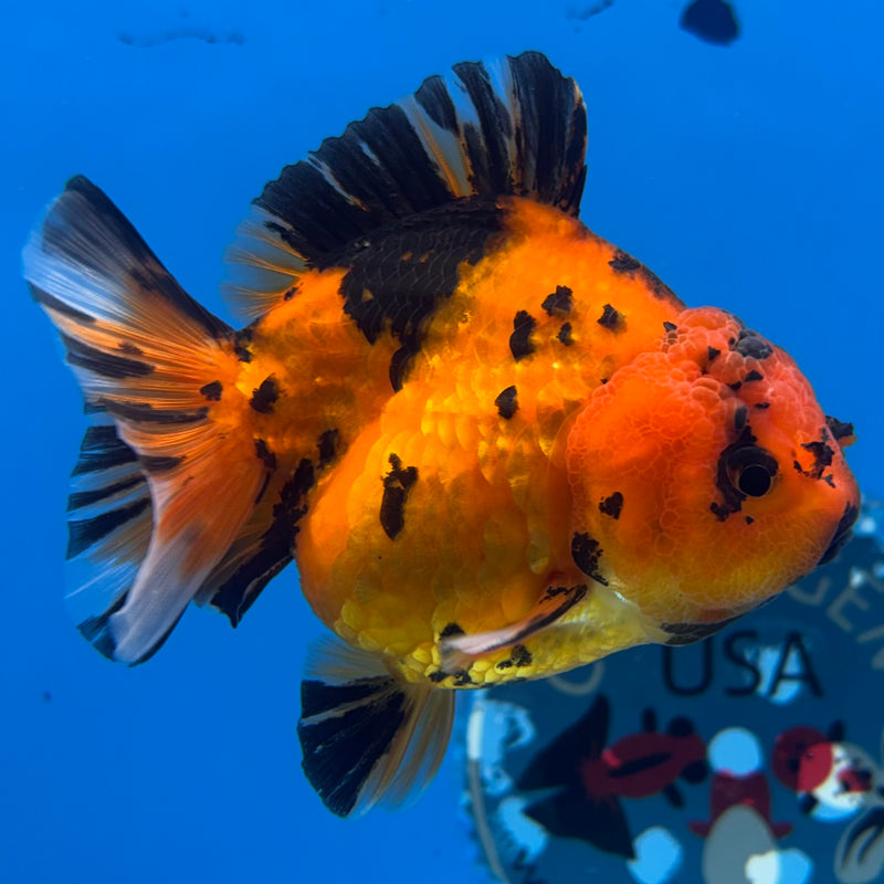Thai Oranda Calico Tiger Yuanbao by SHOGUN 3” Body Female(CK-1166)R3A07