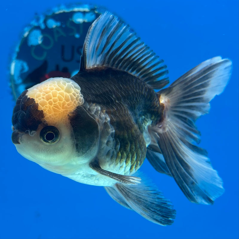Thai Oranda Panda 3” Body Male(CK-966)R3B21