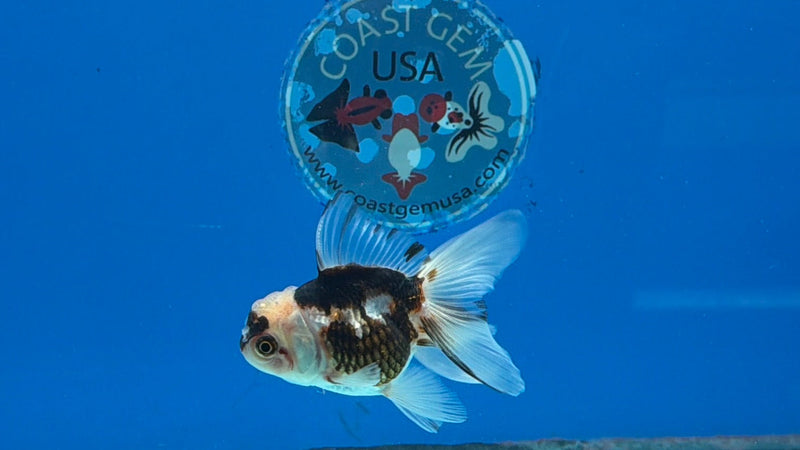 Thai Oranda Tri-Color 2.5” Female (FEB-318)R3B08