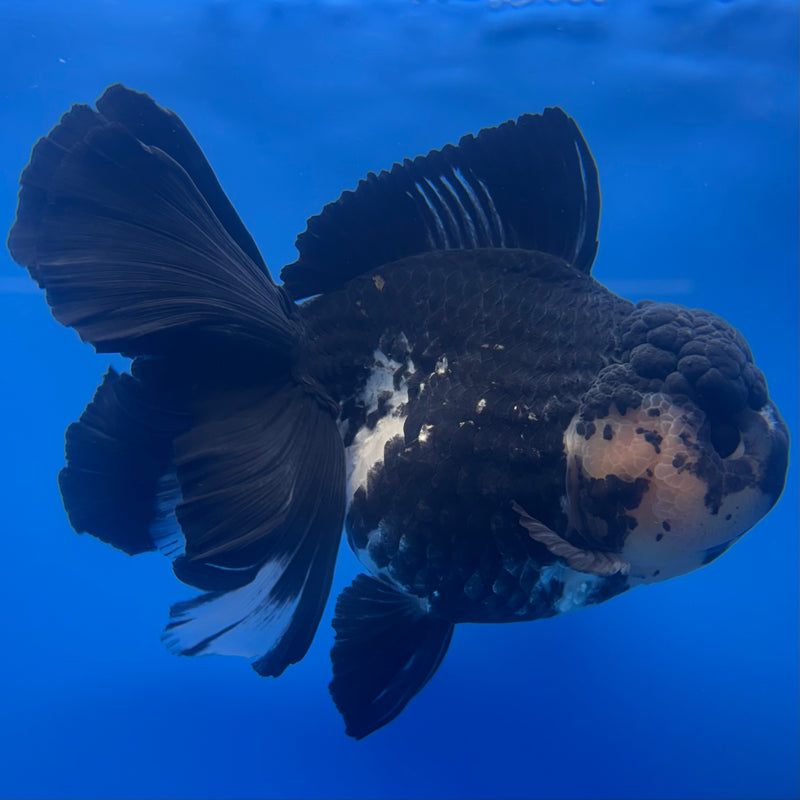 Thai Oranda JUMBO Panda 4” Body Female(QGF-CK-1337)BLUETUB1
