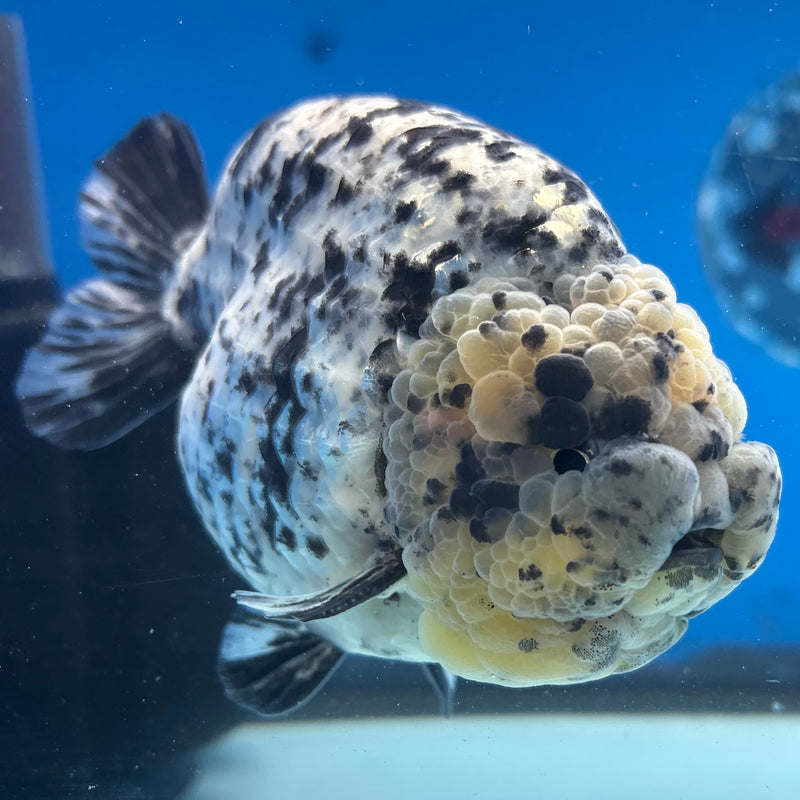 Thai Ranchu White Tiger 4” Body Male(BIN-CK-1039)R1BLUETUB2