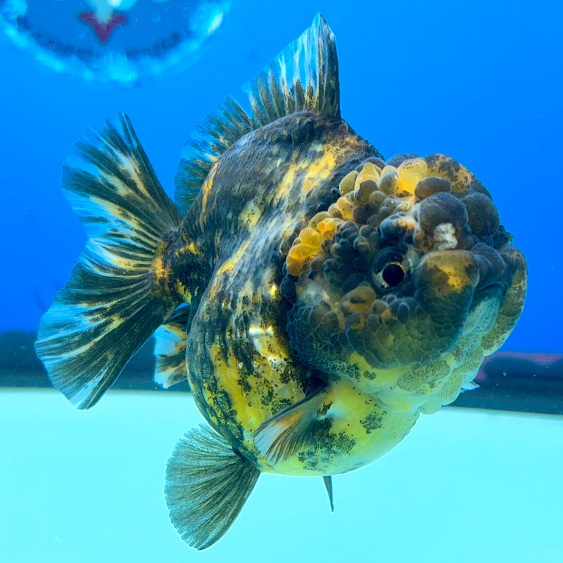 Thai Oranda Calico Tiger 3” Body Female(QGF-CK-1095)SHOWTANK