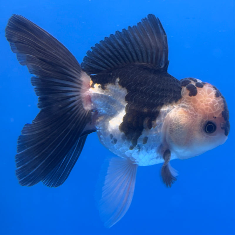 Thai Oranda Panda 3” Body Male(CK-965)R3B18