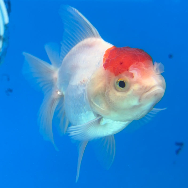 Thai Oranda White Body Red Cap 2.5" Male(CK-1528)R3B13