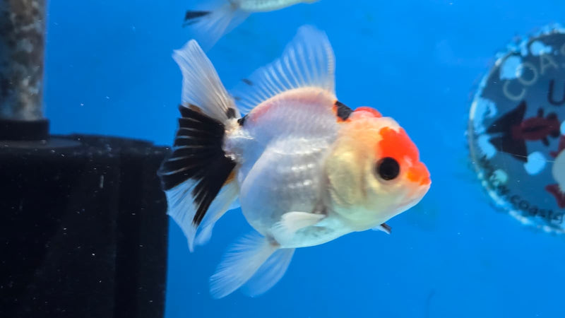 Thai Tri Color Orchid Tail Medium Breed Female 2.50 inch Body (NNN-3004)R3B18