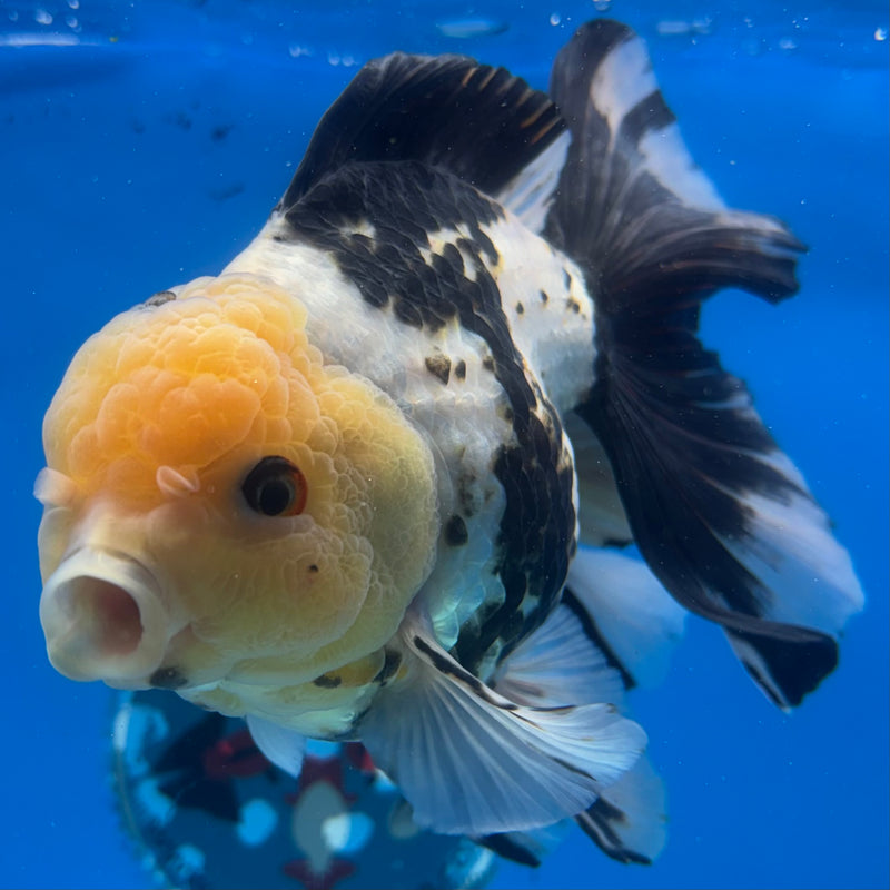 Thai Oranda Lemon Head Panda 4” Body Female(CK-1483)R2B17