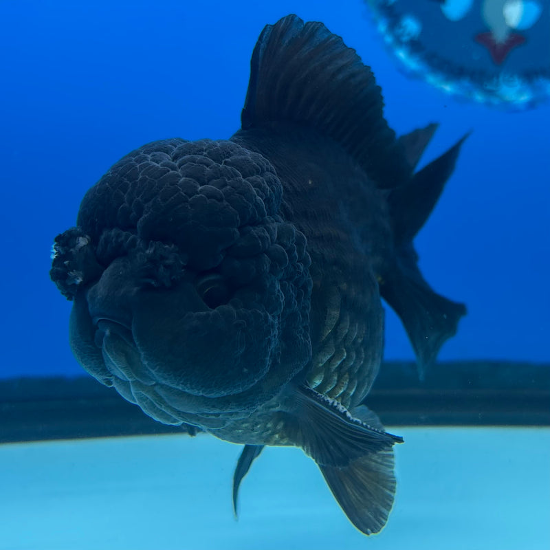Thai Oranda Full Black 3.5” Body Male(CK-1495)R2B21