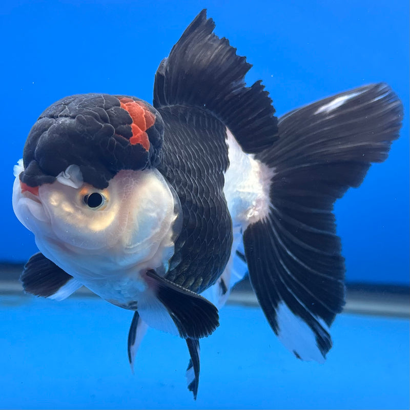 Thai Oranda JUMBO Panda 4” Body Male(CK-1372)R1B12