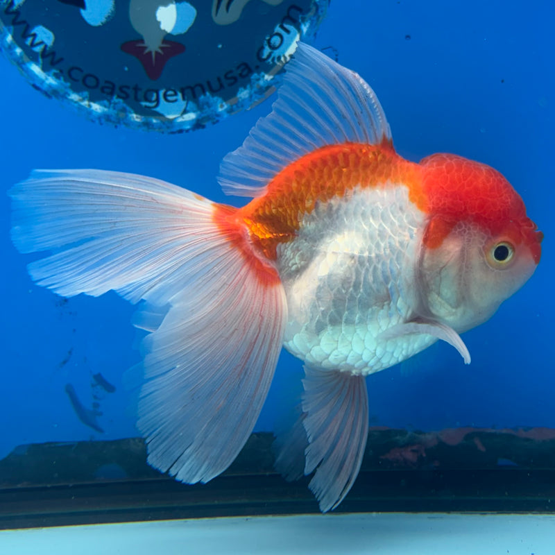Thai Oranda Red/White 3” Body Female(CK-955)R3B17