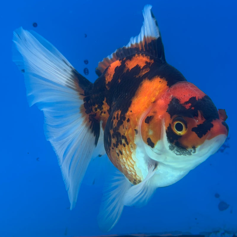 Thai Oranda Apache 3” Body Male(CK-1400)R1B09